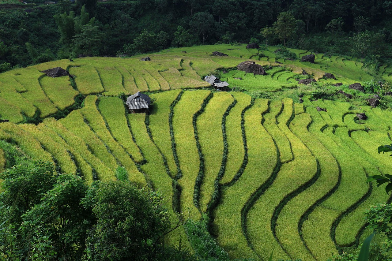 Terraced rice fields in Vietnam under a bright sky